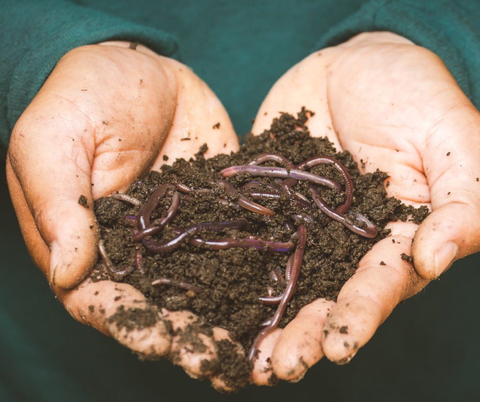 Composting Red Wigglers