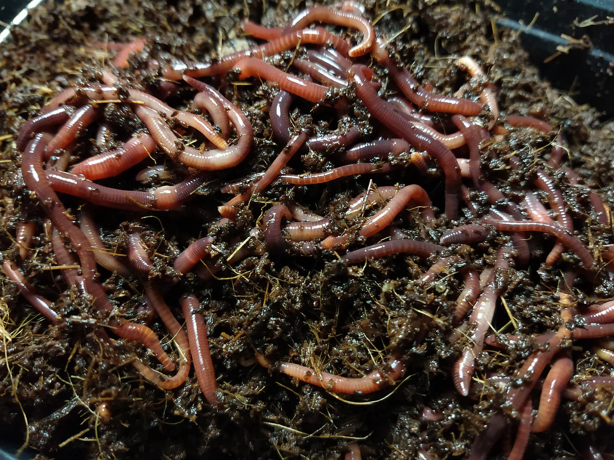 Composting Red Wigglers